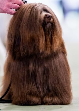 Havanese for sale by KAHYEETS