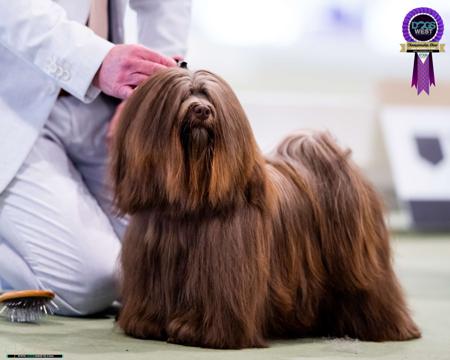 Havanese for sale by URISTEIN