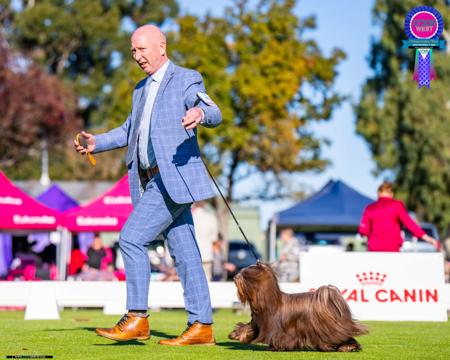 Havanese for sale by KAHYEETS