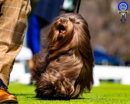 Havanese for sale by KAHYEETS