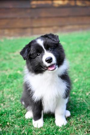 Border Collie for sale by CALIHILLS