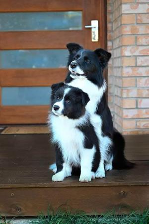 Border Collie for sale by CALIHILLS
