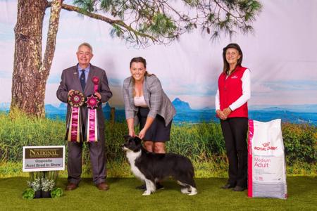 Border Collie for sale by CALIHILLS