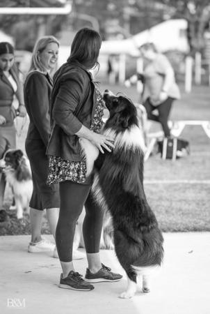 Border Collie for sale by CALIHILLS