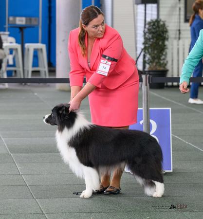 Border Collie for sale by CALIHILLS