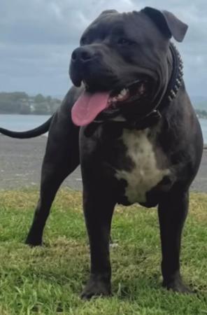 American Staffordshire Terrier puppy for sale by TAMFAMSTAFFS