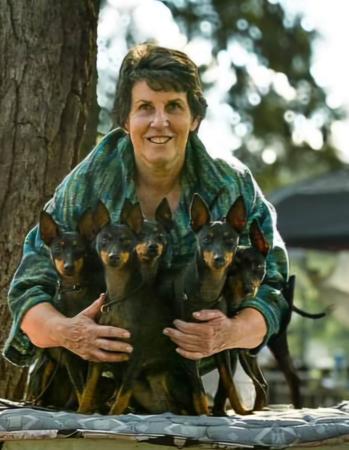 English Toy Terrier (Black and Tan) for sale by ANTRIM