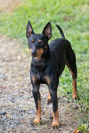 English Toy Terrier (Black and Tan) for sale by ANTRIMLODGE
