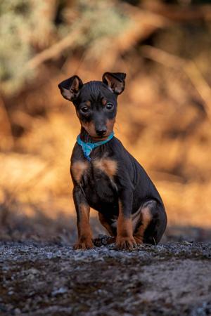 English Toy Terrier (Black and Tan) for sale by ANTRIMLODGE