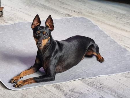 English Toy Terrier (Black and Tan) for sale by ANTRIMLODGE