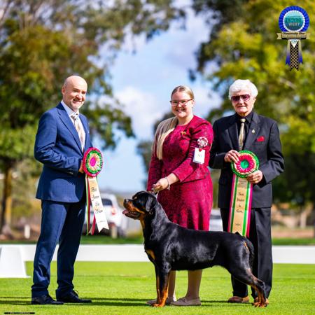 Rottweiler for sale by SHERRI69