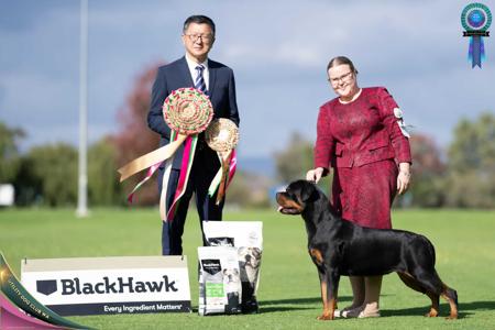 Rottweiler for sale by FANTASTIKROT