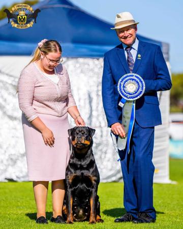 Rottweiler for sale by FANTASTIKROT