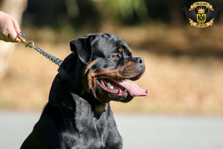 Rottweiler for sale by FANTASTIKROT
