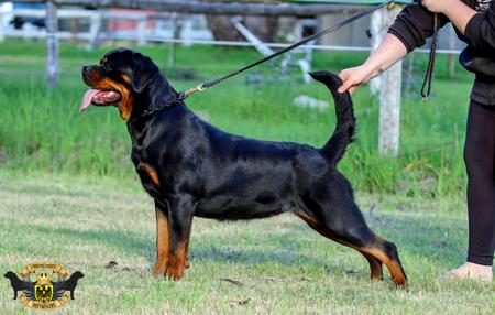 Rottweiler for sale by FANTASTIKROT