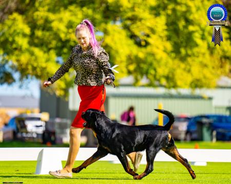 Rottweiler for sale by FANTASTIKROT