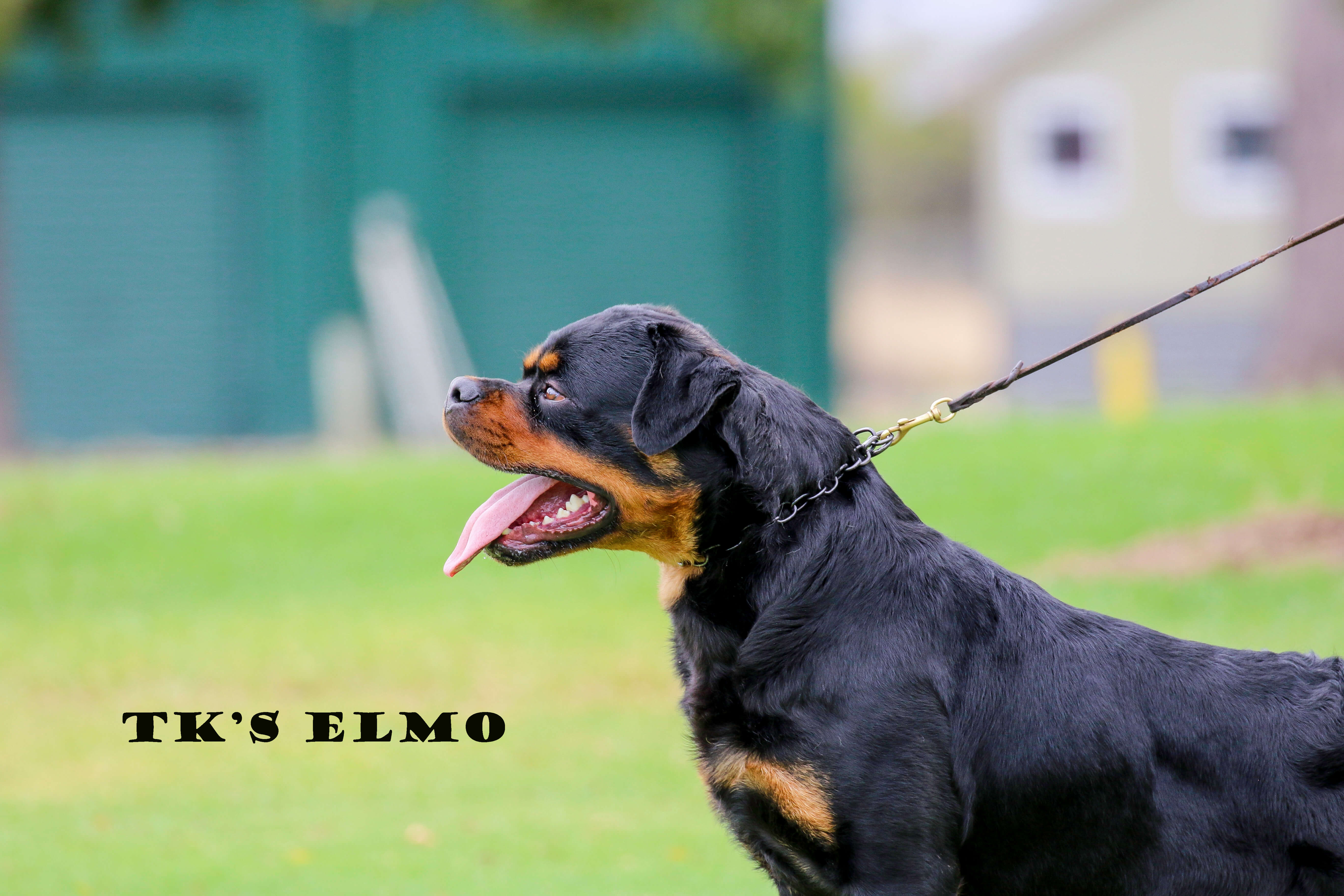 Serbie Rottweiler Tk's Elmo (import Serbia) Rottweiler - Owned by Miss Sherri Wightman