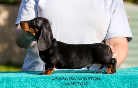 Dachshund (Smooth Haired) puppy for sale by SHERRI69
