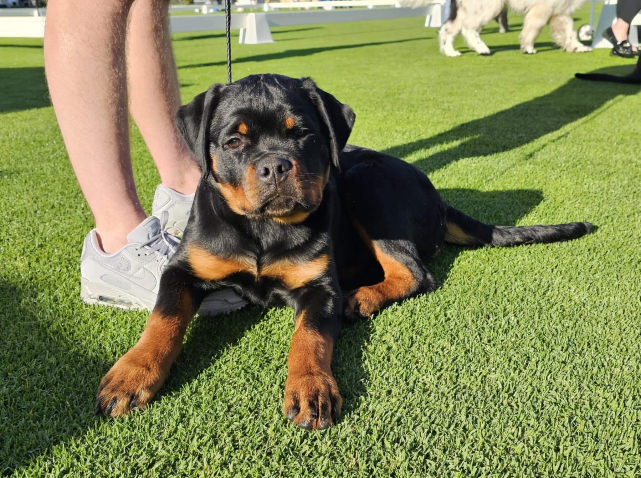 Serbie Rottweiler Mypowerfurs Sweet Revenge (iid Serbia) Rottweiler - Owned by Miss ...
