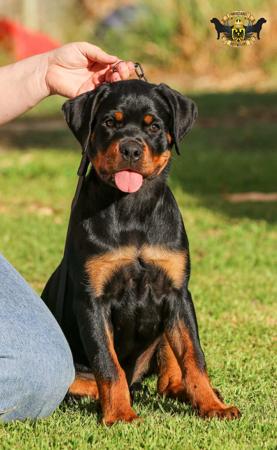 Rottweiler dog for sale by FANTASTIKROT