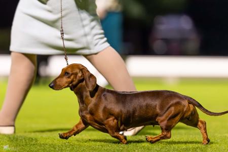 Dachshund (Smooth Haired) puppy for sale by SHERRI69