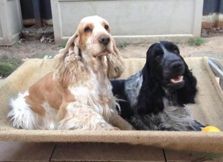 Cocker Spaniel for sale by KIRACADE