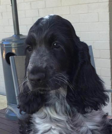 Cocker Spaniel for sale by KIRACADE