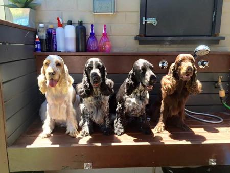 Cocker Spaniel for sale by KIRACADE
