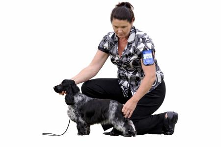 Cocker Spaniel for sale by KIRACADE