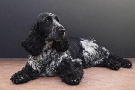 Cocker Spaniel for sale by KIRACADE