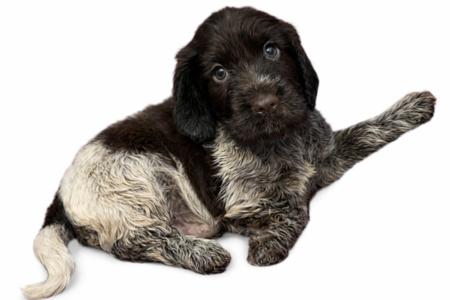 Cocker Spaniel for sale by KIRACADE