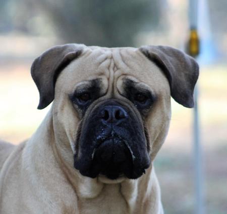Champion GrizzMuffley Groovy Potential Bullmastiff