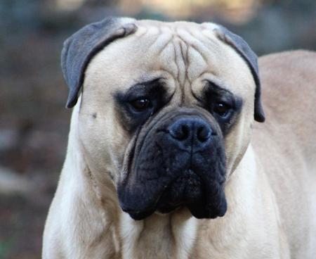 Champion GrizzMuffley Intrnationl Lover Bullmastiff