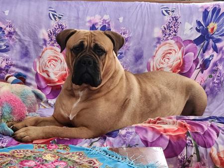 Bullmastiff puppy for sale by GRIZZMUFFLEY