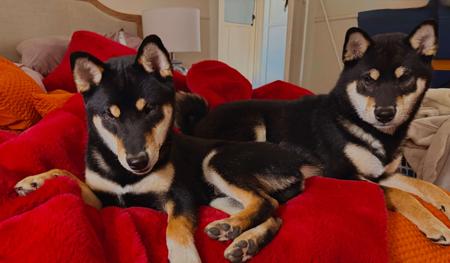 Shiba Inu puppy for sale by FRANKNFINE