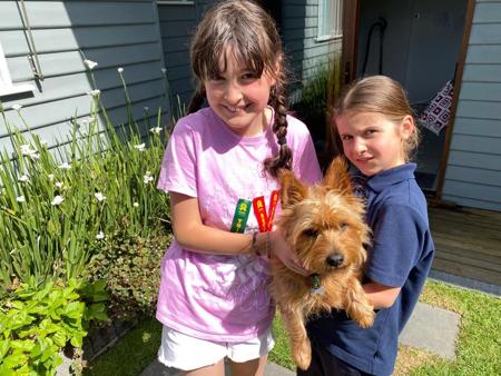 Australian Terrier for sale by TRUAUSSIE