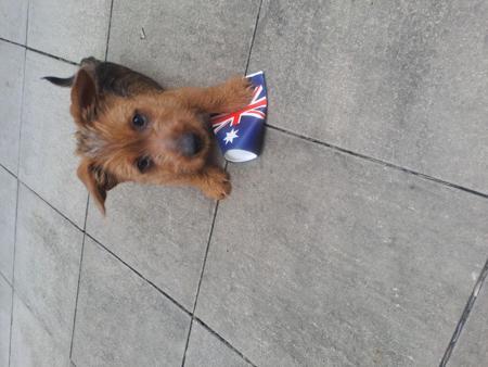 Australian Terrier for sale by TRUAUSSIE