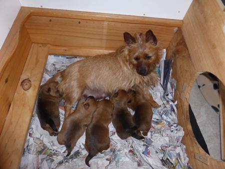 Australian Terrier for sale by TRUAUSSIE
