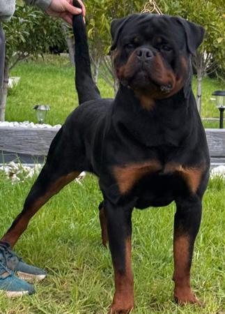 Rottweiler for sale by JURESIC