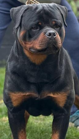 Rottweiler for sale by JUREWEILER