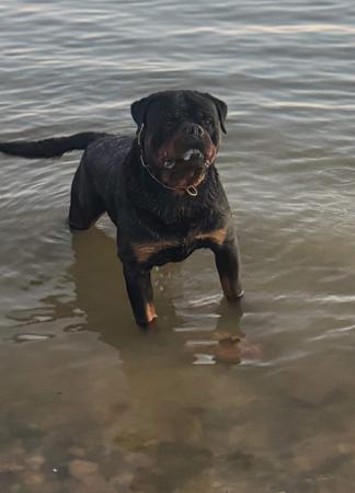 Rottweiler for sale by JUREWEILER