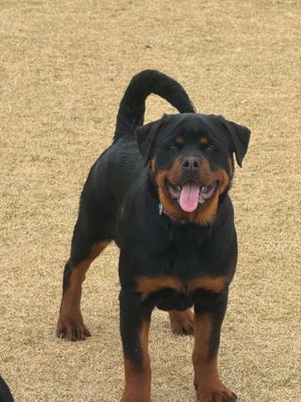 Rottweiler for sale by JUREWEILER