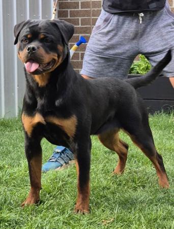 Rottweiler for sale by JUREWEILER