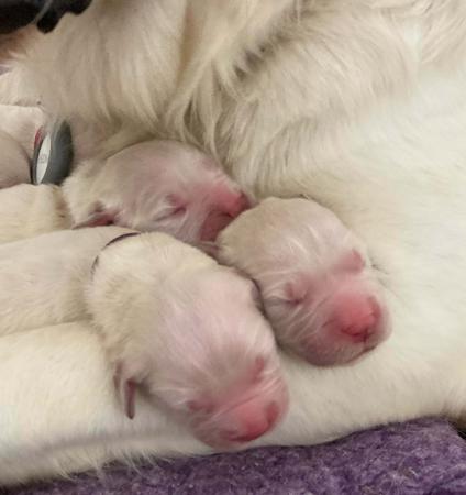 Golden Retriever for sale by GOLDTOVA