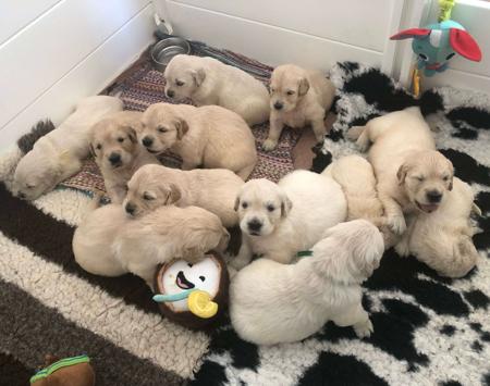Golden Retriever for sale by GOLDTOVA