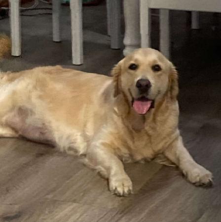 Golden Retriever for sale by GOLDTOVA