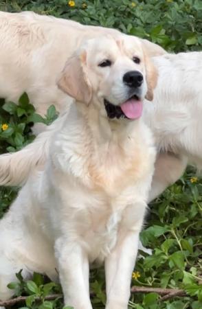 Golden Retriever for sale by GOLDTOVA