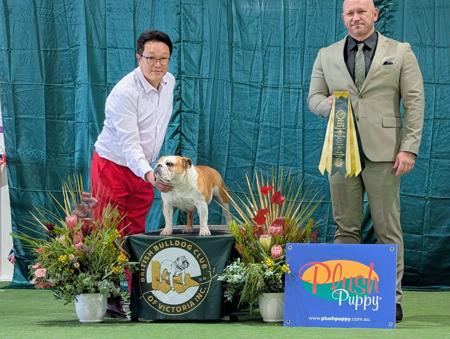 British Bulldog for sale by SNATOS