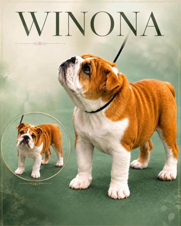 Snatos Why Nona British Bulldog