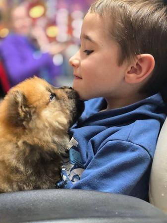 Chow Chow for sale by SHERAE